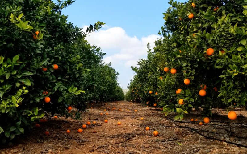 À la conquête des montagnes et des oranges